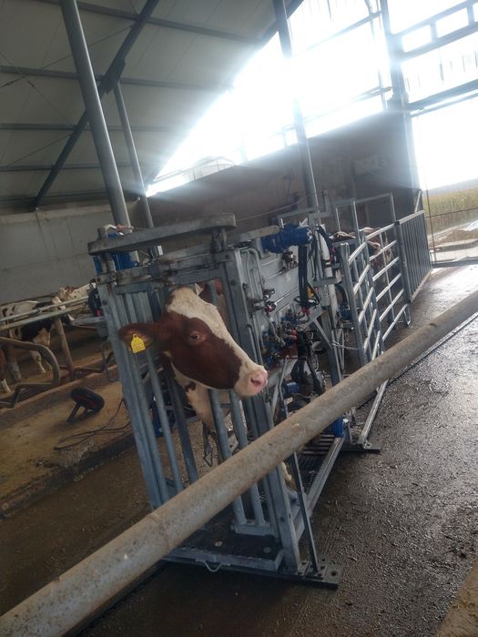 Korekcja racic u bydła