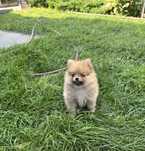 Suczka szpic miniaturowy pomeranian