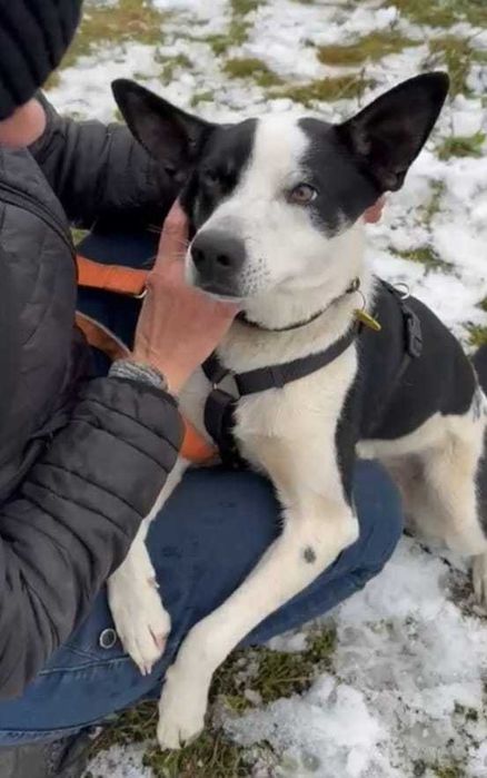 Najgorzej znosi schronisko. Biedny psiaczek tak się wtula...