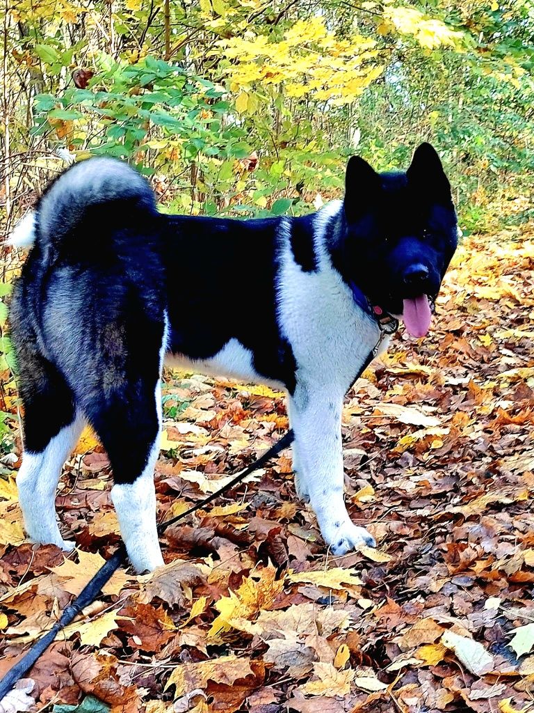 Akita Amerykańska