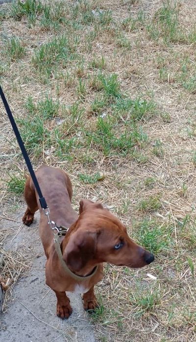 Отдам даром собаку породистую таксу