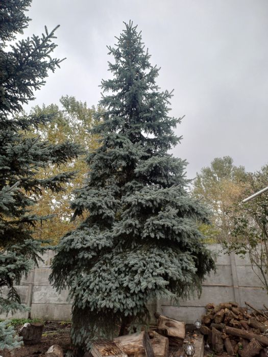 Продам блакитну ялинку