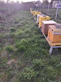Rodziny pszczele.  odklady pszczele