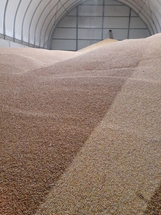 Kukurydza sucha 2025