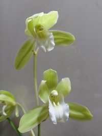 мини орхидея Цимбидиум.