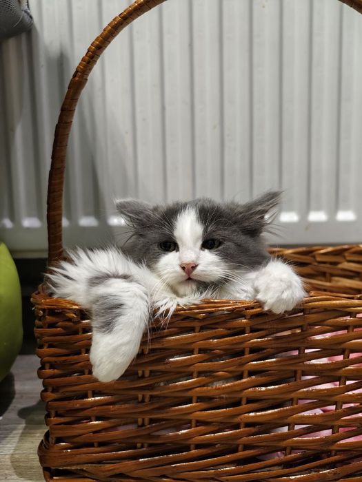 Шикарний котик у найкращу родину