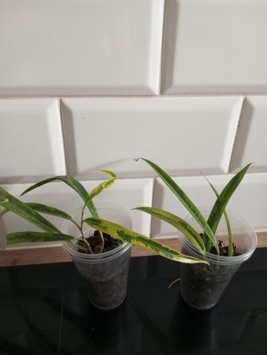 Ficus fikus amstel green gold