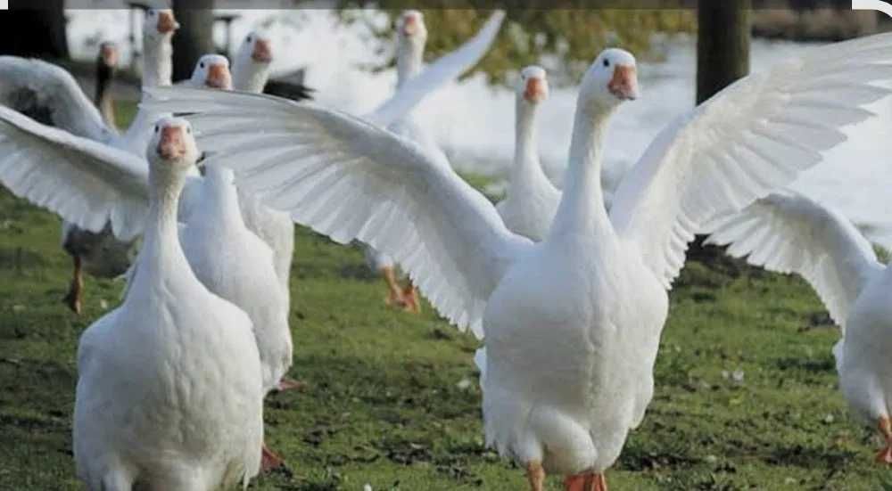 Gąska biała roczna