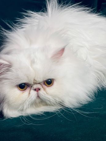 Kot perski bialy 9 miesieczny, bardzo ladny