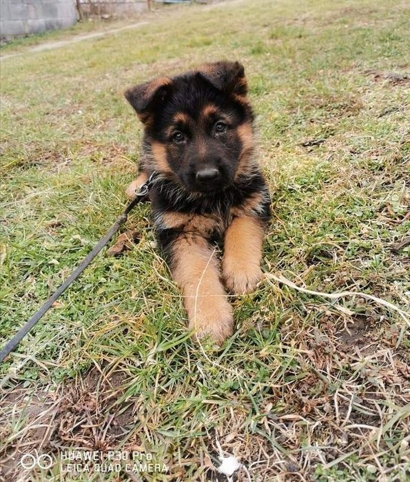 Малюки німецької вівчарки – відмінне здоров’я і характер!