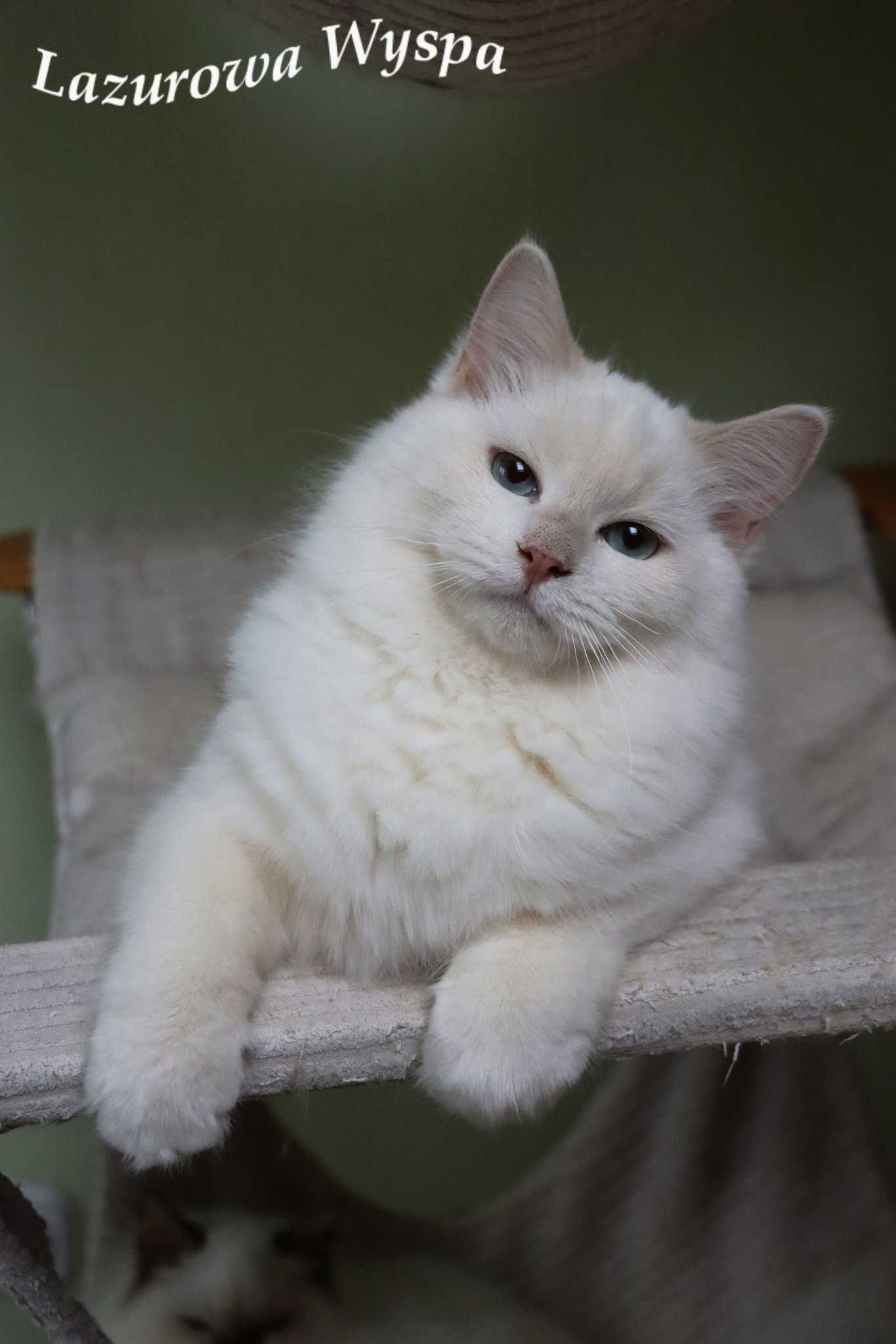 Szuru Ragdoll mink z Lazurowej Wyspy.