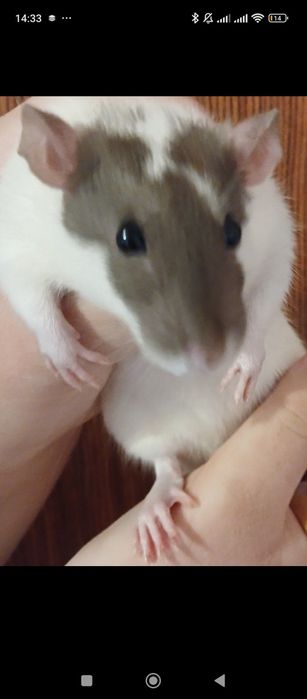 Домашні щурики люблять людей