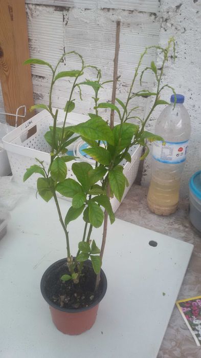 Planta da Guiné faz bem ao espírito