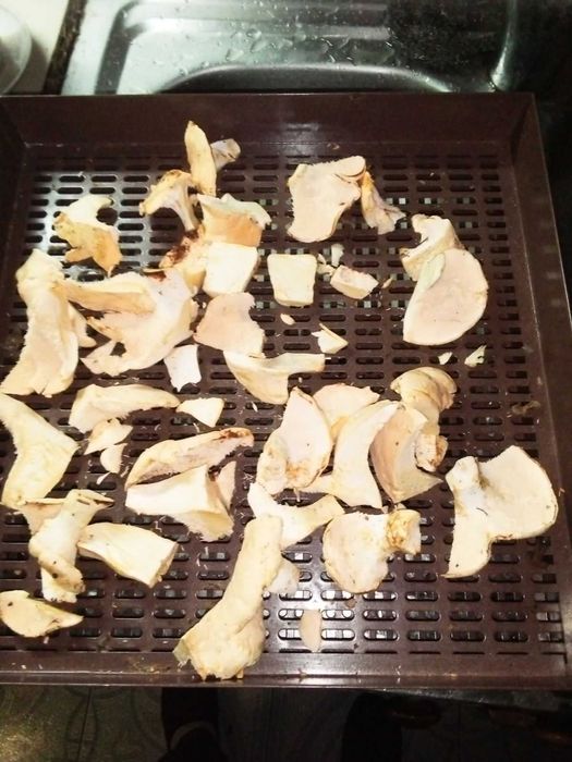 гриб Ежовик желтый