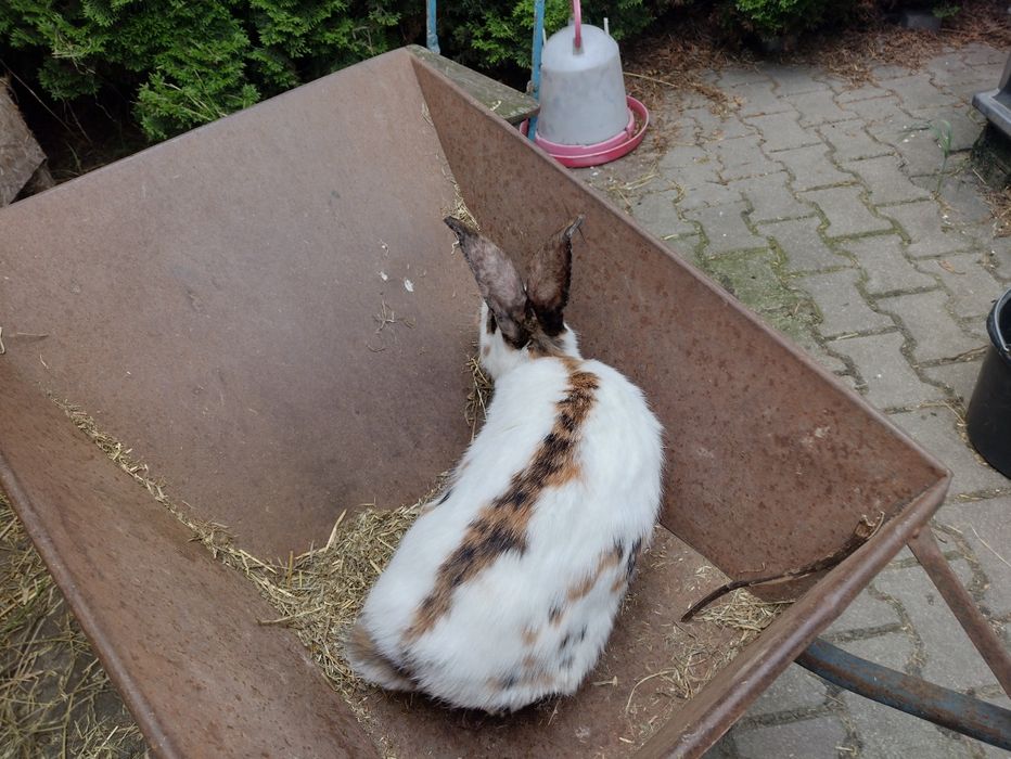 Piękna samica OST Olbrzymi Srokacz Trójbarwny