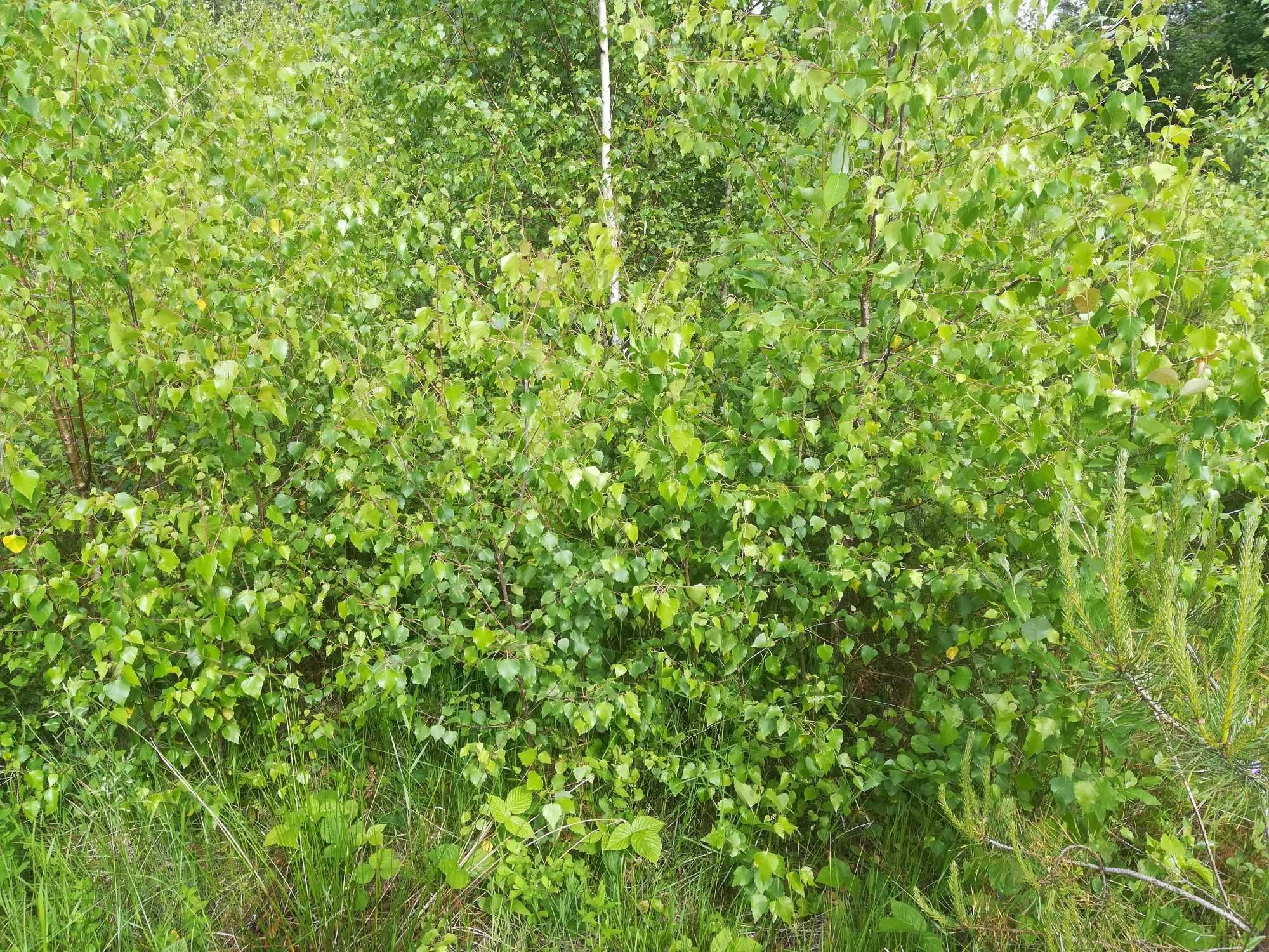 Sadzonki brzozy Sadzonka 50 - 400 cm brzoza modrzew sosna świerk jodła