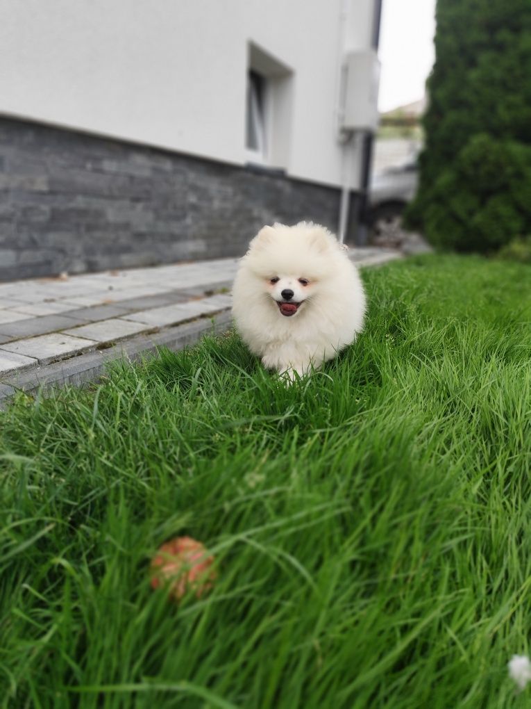 Szpic miniaturowy pomeranian, piesek