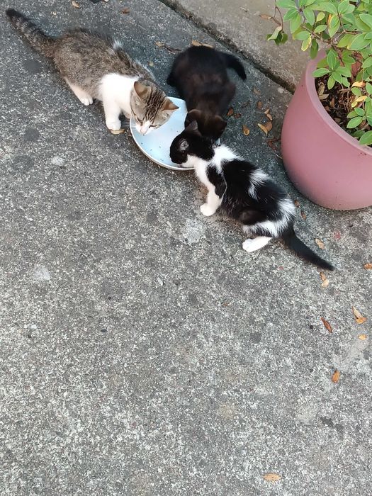 3 kociaki przed zimą szukają domku.