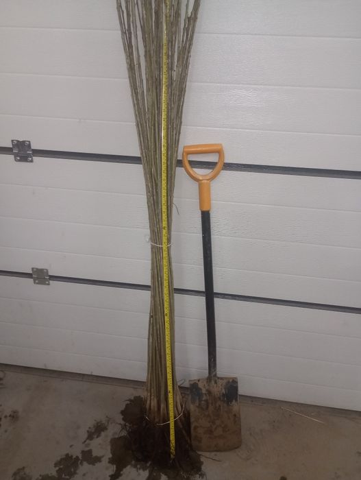 Czereśnia Colt do szczepienia i okulizacji.