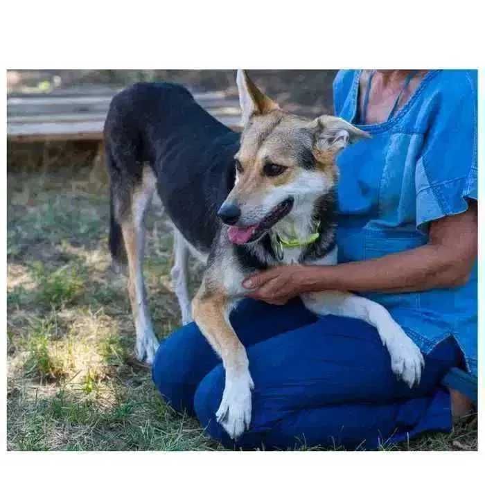 Молодая собака в добрые руки