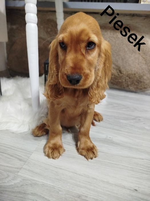 OSTATNI !!! Szczeniaczek Cocker Spaniel angielski GOTOWY do Odbioru!!!