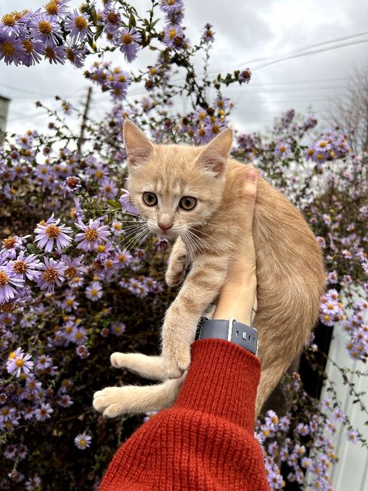 Шукаємо родину для кремової киці