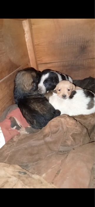 Терміново! Віддаю собачат!