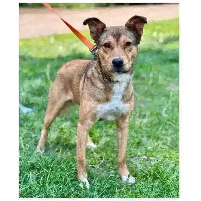 Активный пес Балу ищет дом