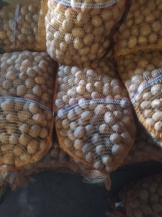 Ziemniaki kal. 3.5-4.5