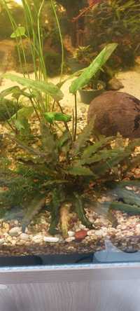 Cryptocoryne wendtii brown