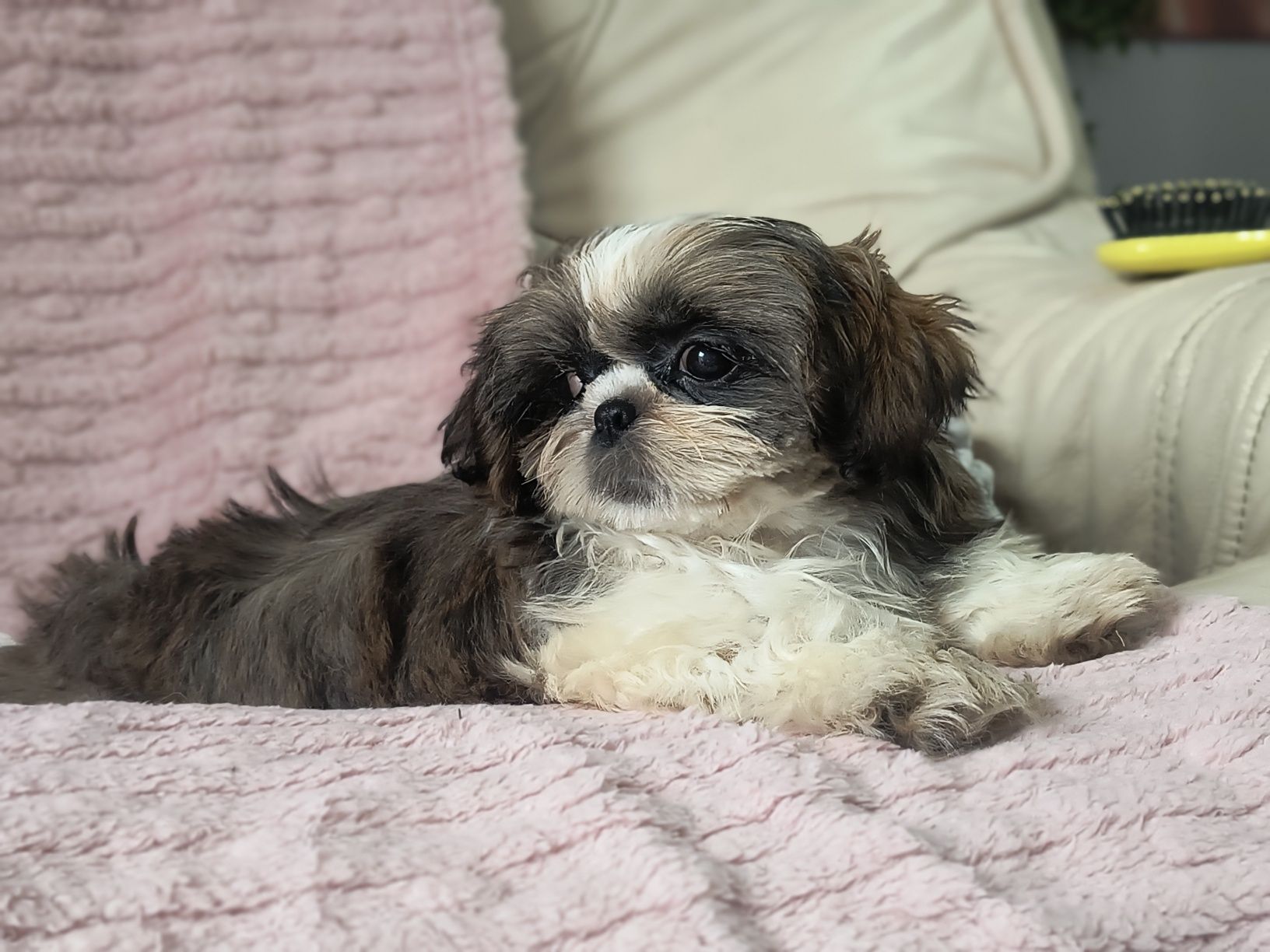 Suczka  śliczna tricolor shihtzu