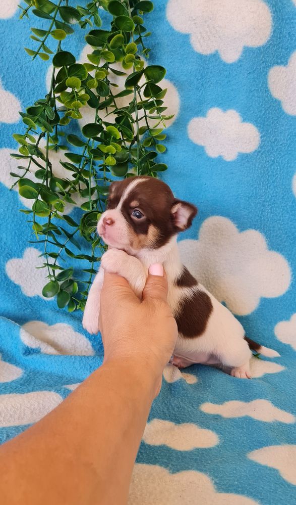 Excelente chocolatinho Chihuahua/Chiuaua de Qualidade