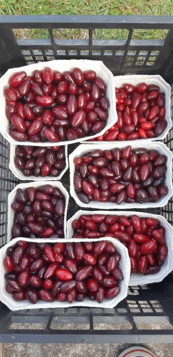 Super ekologiczne owoce Derenia jadalnego - dereń jadalny