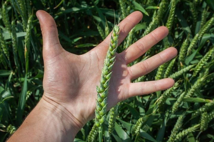 Пшениця озима на посів Мулан