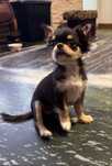 Pies rasowy chihuahua