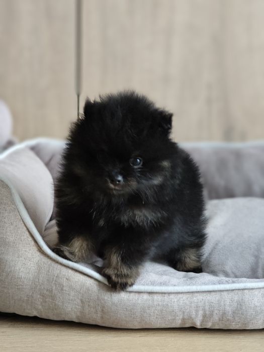 Szpic miniaturowy Pomeranian FCI