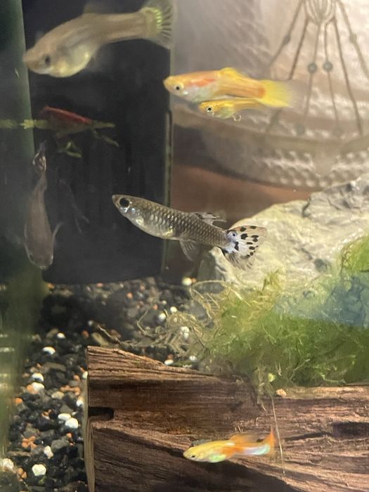 Oddam gupiki za darmo