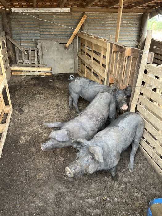 Leitões prontos a sair