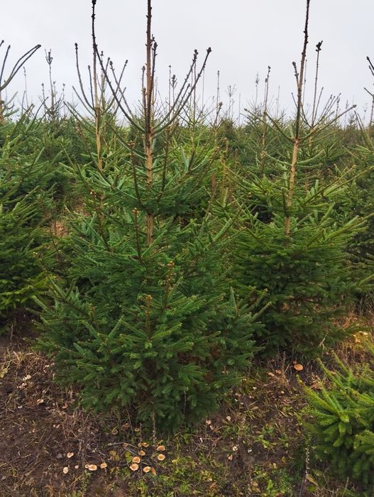 Choinki świerk pospolity z plantacji