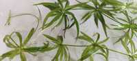 plantas aquário - Helanthium Bolivianum Quadricostatus