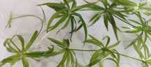 plantas aquário - Helanthium Bolivianum Quadricostatus