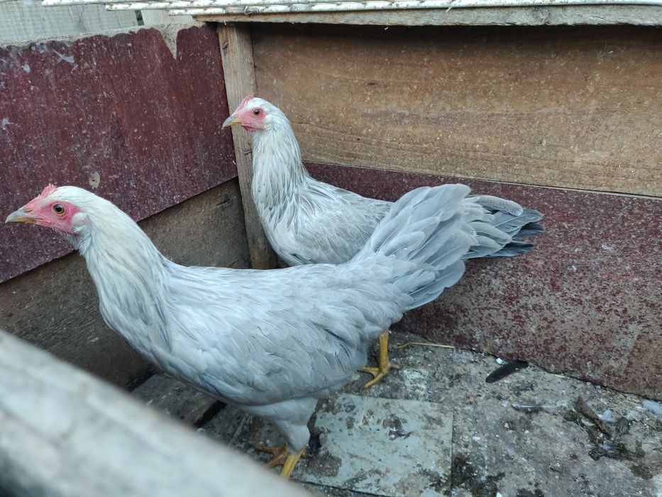 Kury włoszki Włoszka