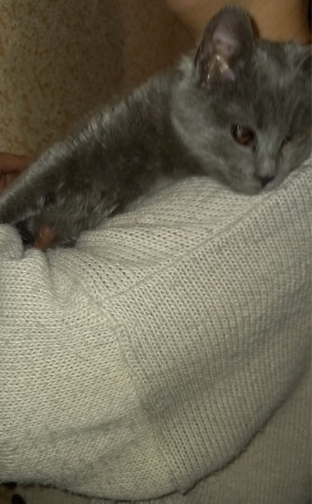 Кошеня шукає люблячу родину