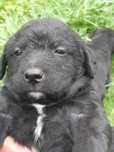 Oddam psy rasy labrador