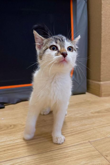 Młoda kotka szuka kochającego domku