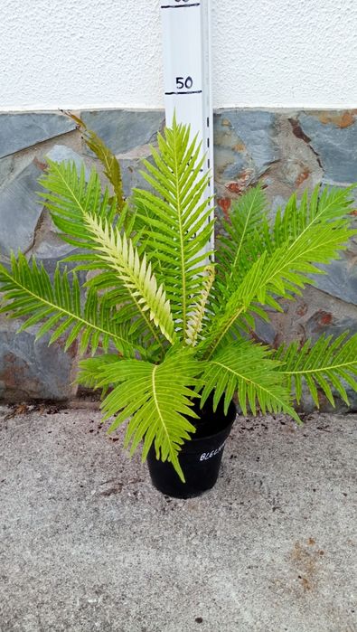 Vaso com Feto blechnum