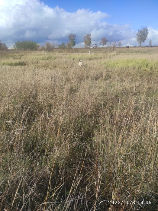 Продам земельну ділянку площею 15 соток в смт Вільшани