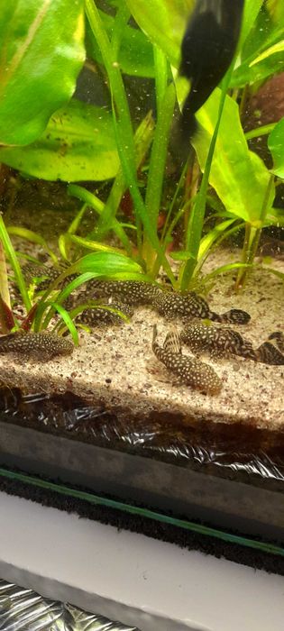 Sprzedam glonojady pospolite