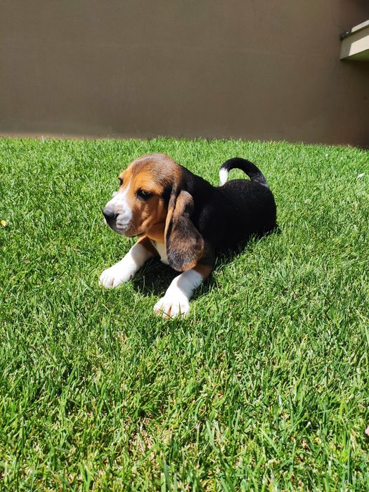 Beagle tricolor lop e afixo