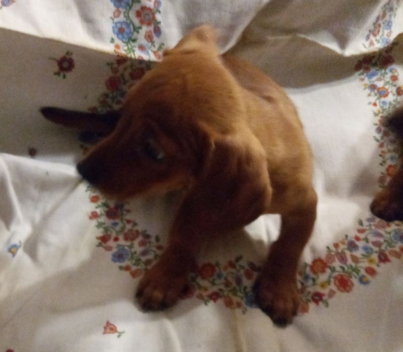 Щенкі породи такса